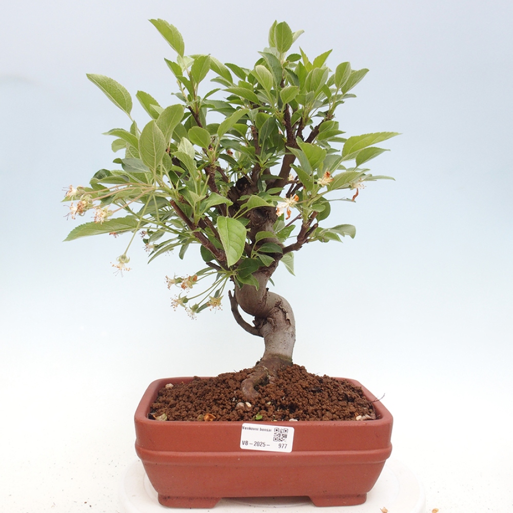Venkovní bonsai -Malus halliana - Maloplodá jabloň