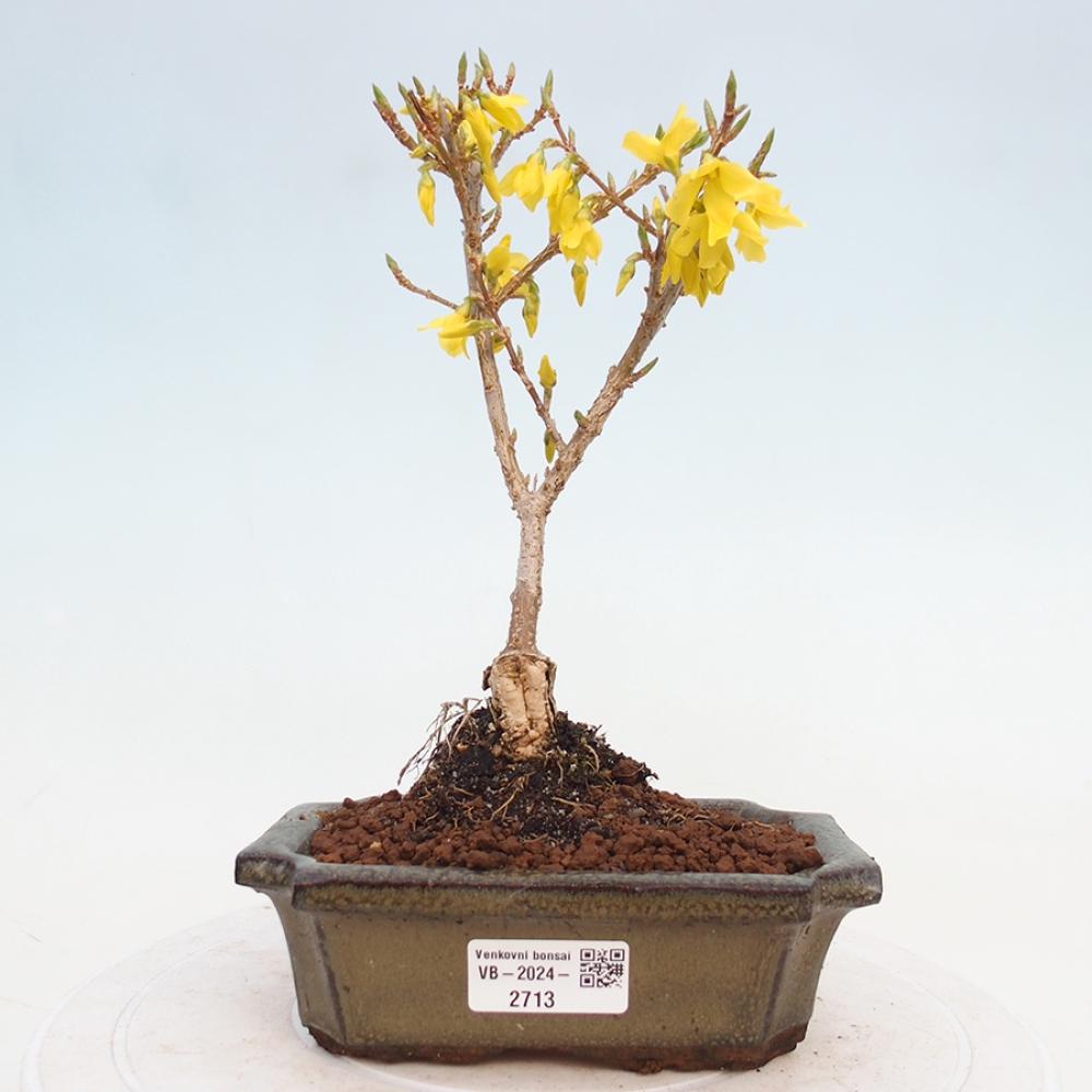 Venkovní bonsai - Zlatice - Forsythia intermedia 