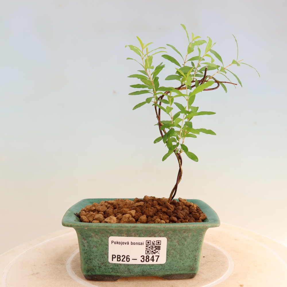Pokojová bonsai-PUNICA granatum nana-Granátové jablko