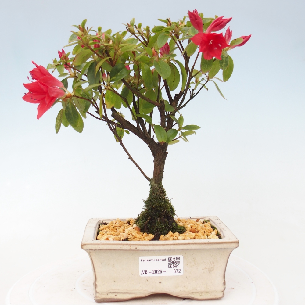 Venkovní bonsai - Japonská azalka - Azalea sp.