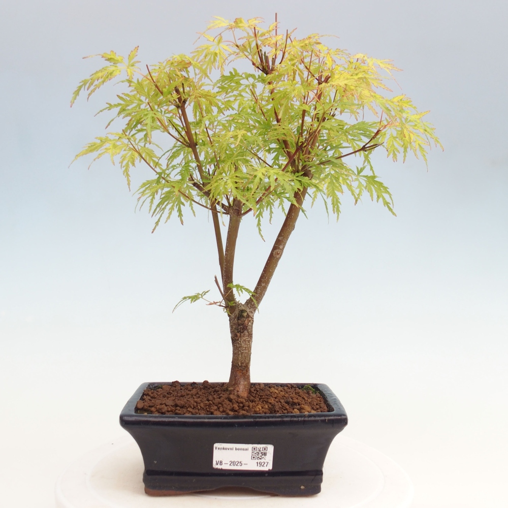 Venkovní bonsai - Acer palmatum Dissectum - Javor dlanitolistý 