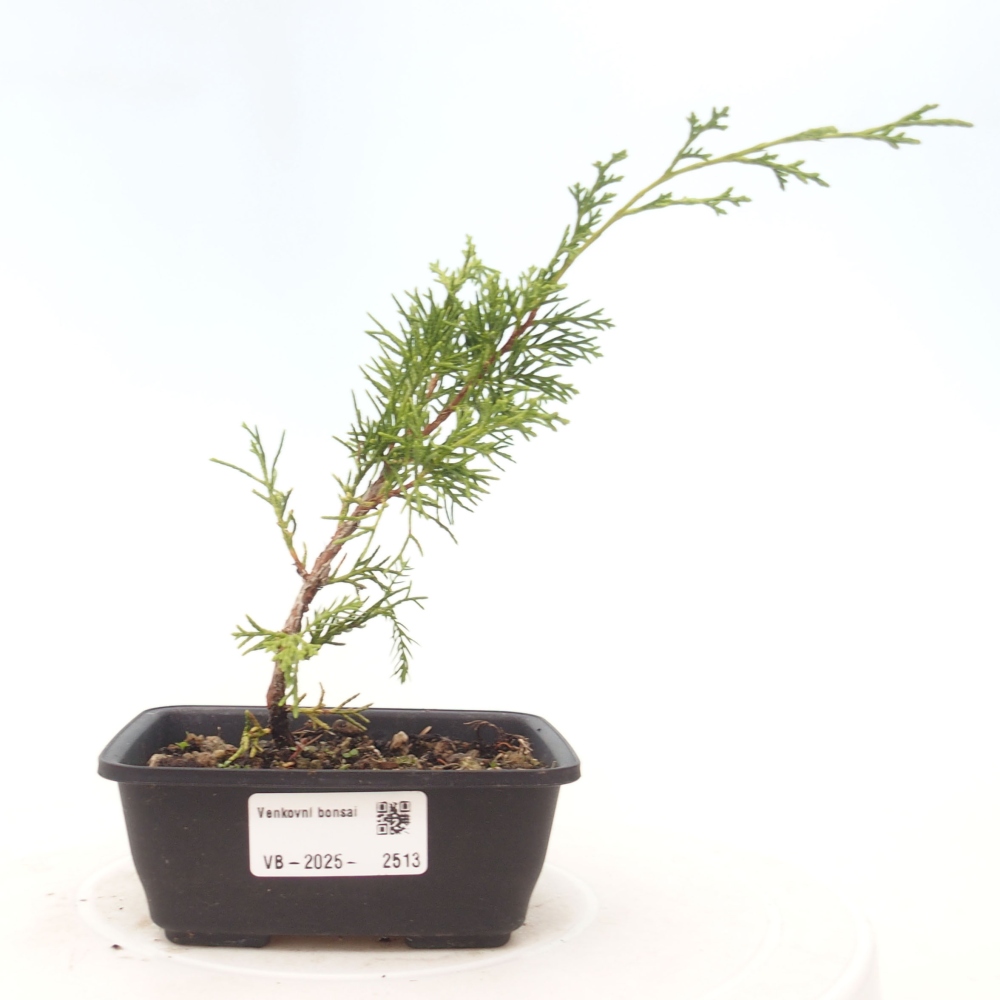 Venkovní bonsai - Juniperus chinensis Itoigawa -Jalovec čínský