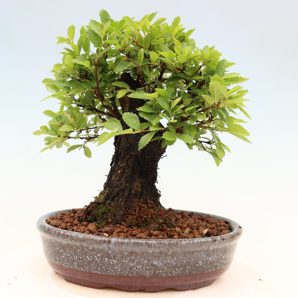 Venkovní bonsai - Zelkova - Zelkova NIRE