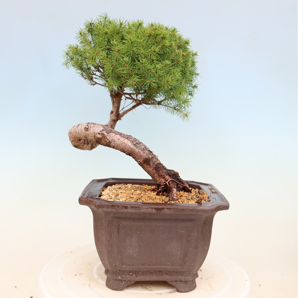 Venkovní bonsai- Smrk kulovitý - Picea glauca globe