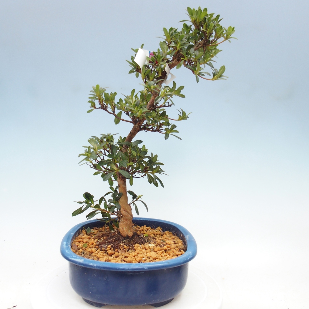 Venkovní bonsai - Japonská azalka - Azalea Santoka