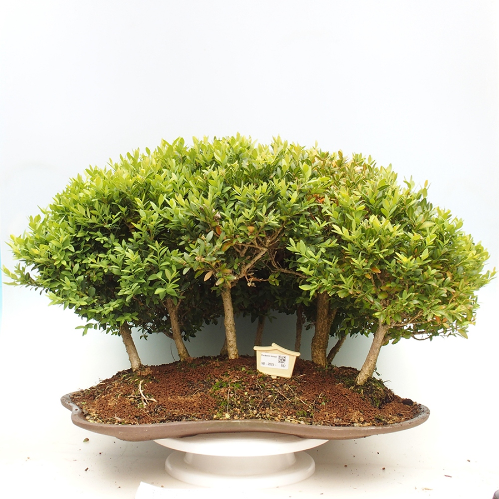 Venkovní bonsai - Buxus sempervirens - zimostráz