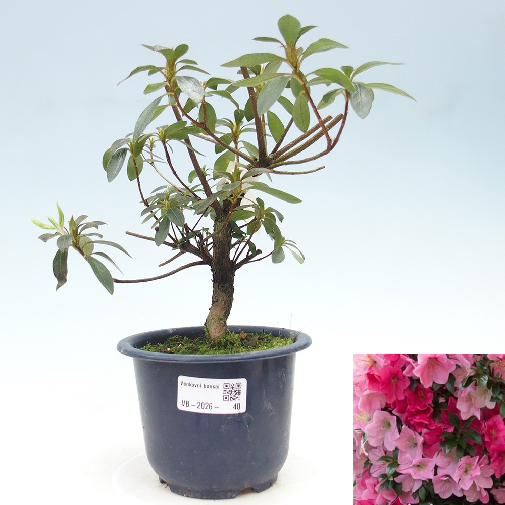 Venkovní bonsai - Japonská azalka - Azalea Saien