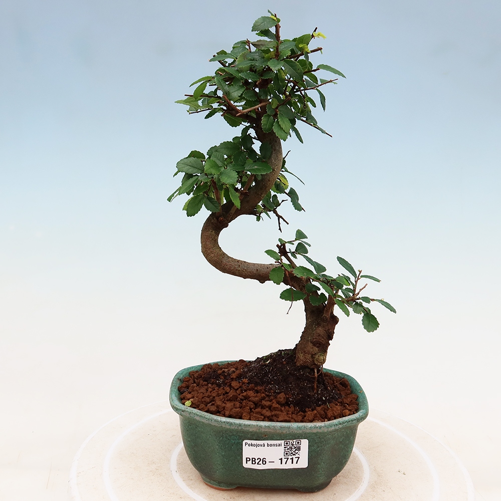 Pokojová bonsai - Ulmus parvifolia - Malolistý jilm