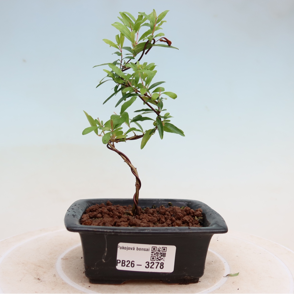 Pokojová bonsai-PUNICA granatum nana-Granátové jablko