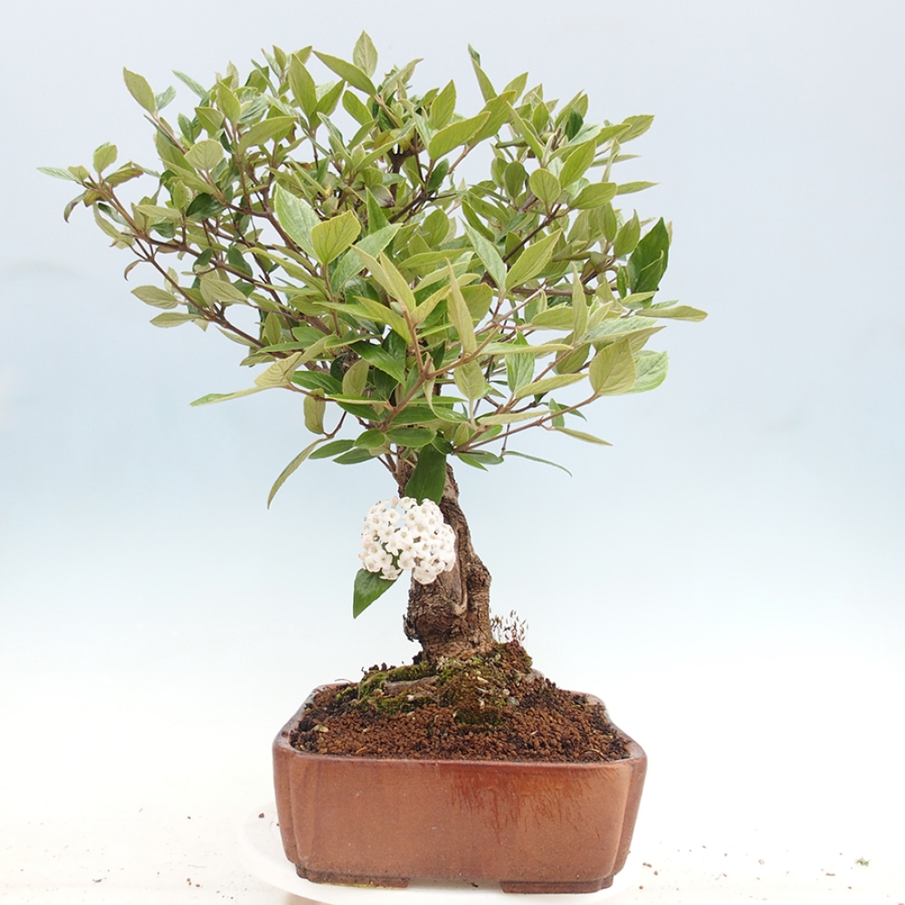 Venkovní bonsai-Kalina Bodnanská - Viburum carlesii hemsi