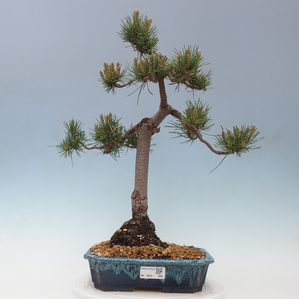 Venkovní bonsai - Pinus Sylvestris Watererri - Borovice lesní
