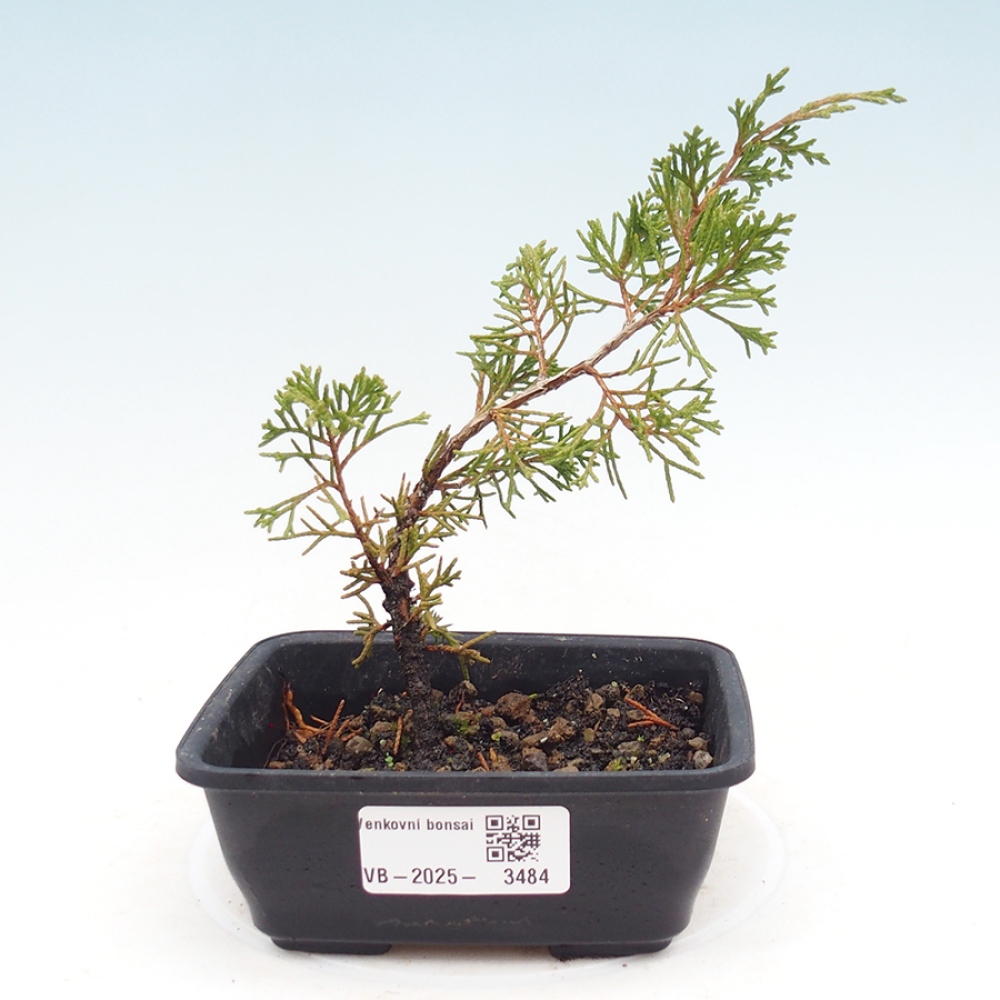 Venkovní bonsai - Juniperus chinensis Itoigawa -Jalovec čínský