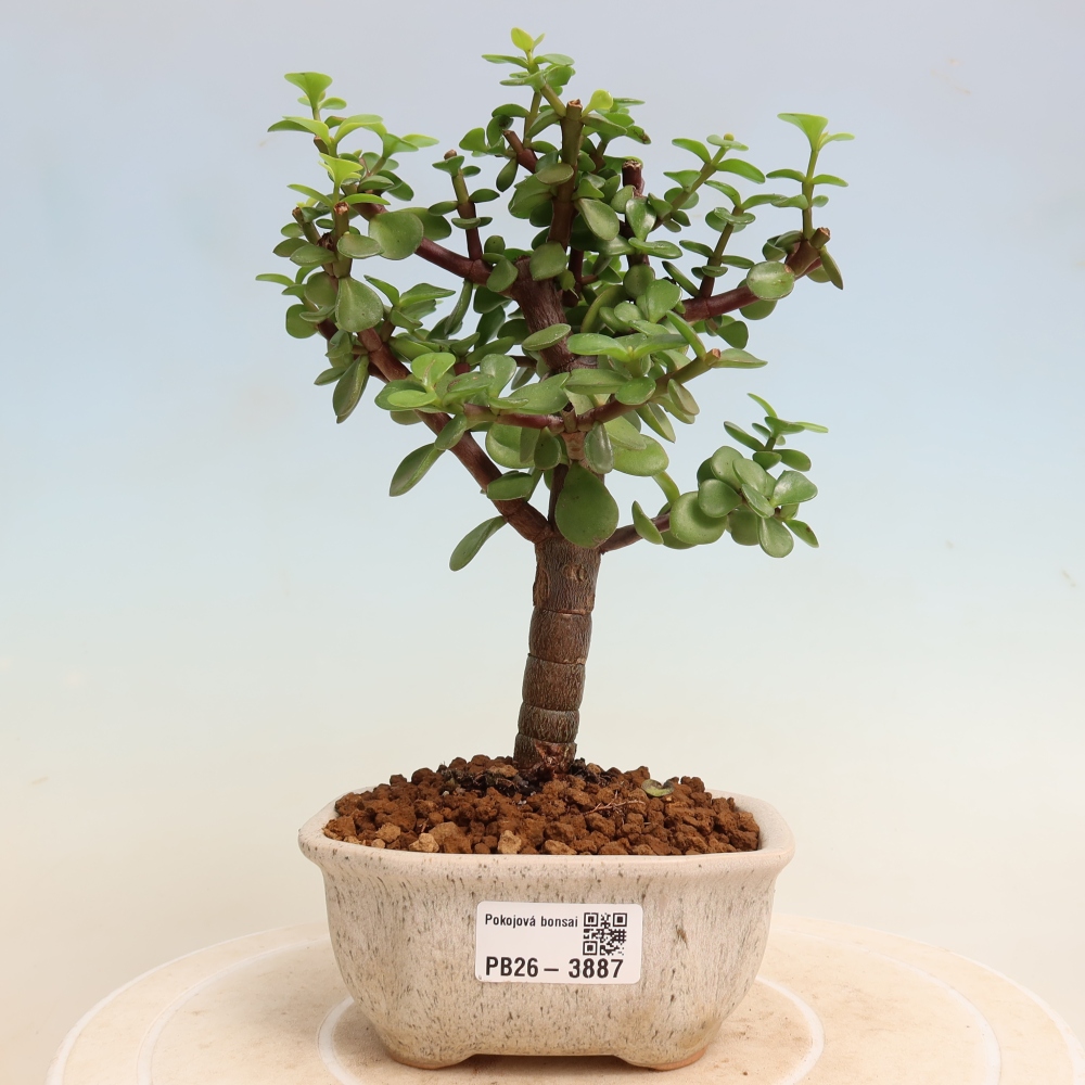 Pokojová bonsai - Portulakaria Afra - Tlustice