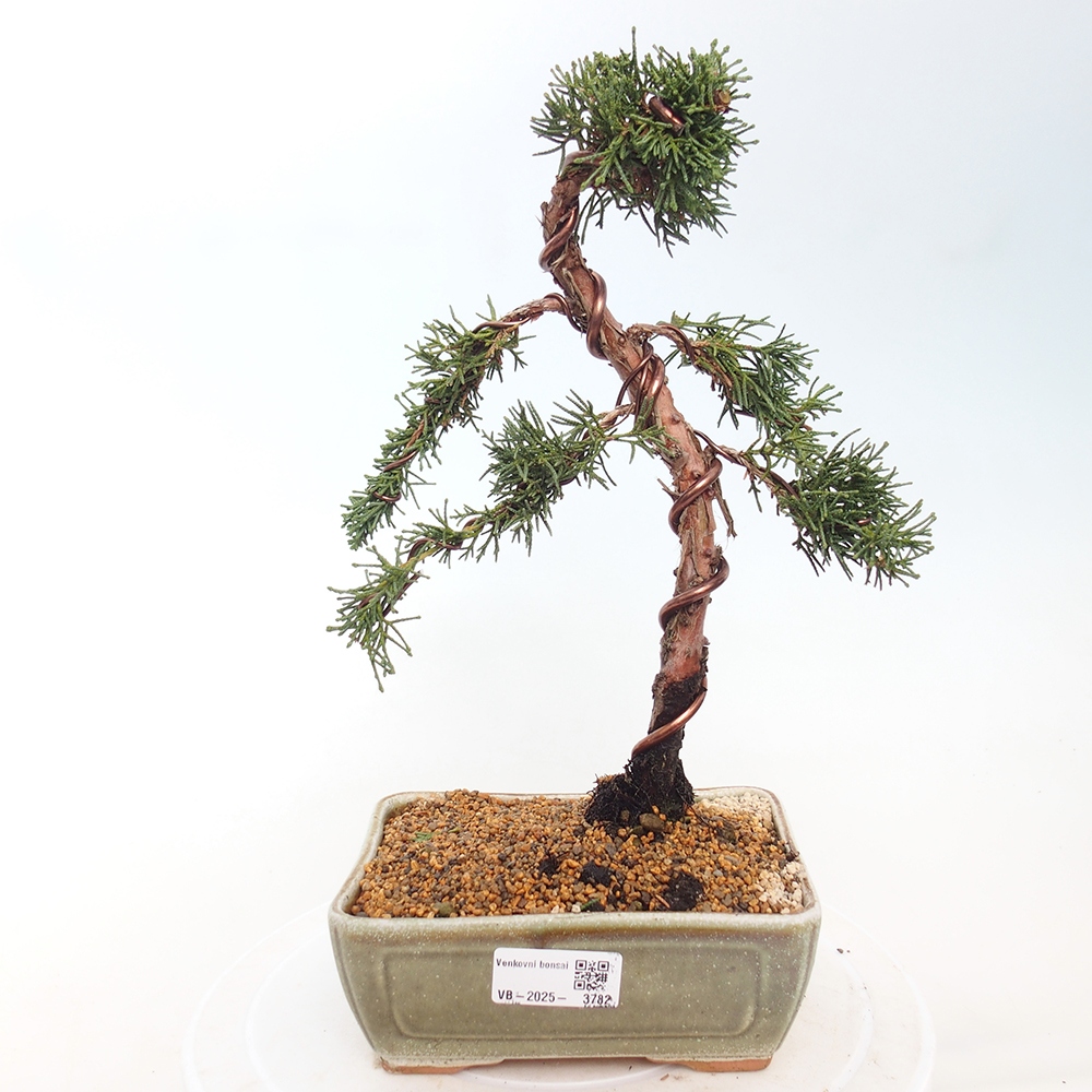Venkovní bonsai - Juniperus chinensis Kishu -Jalovec čínský