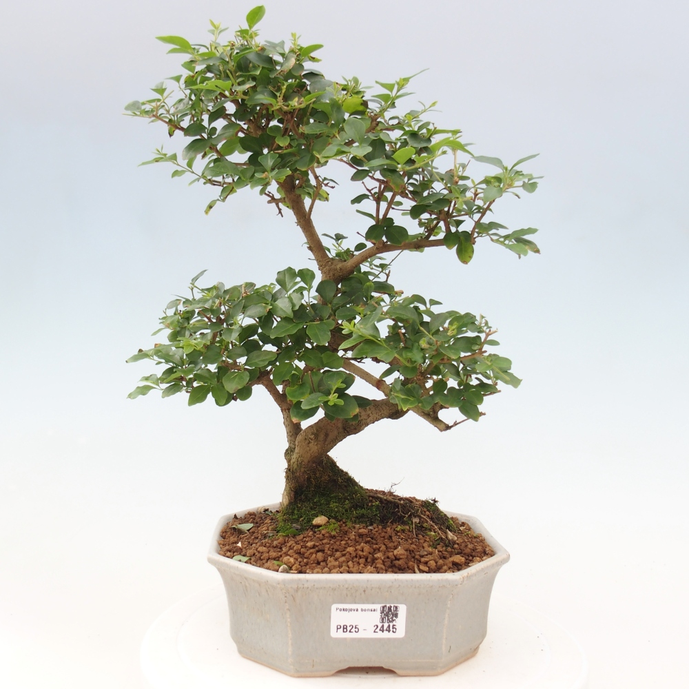 Pokojová bonsai -Ligustrum chinensis - Ptačí zob