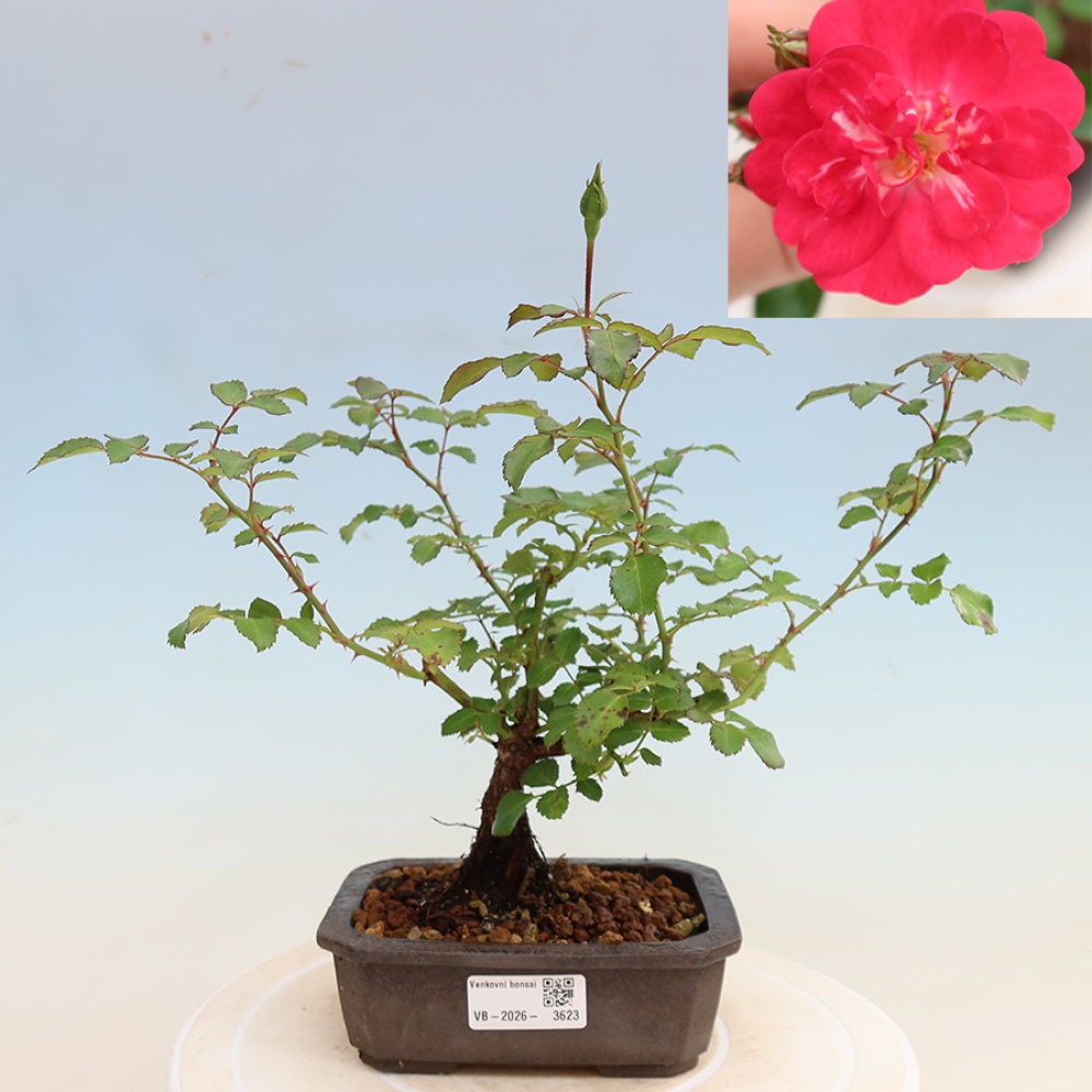 Venkovní bonsai - Rosa Kordes -  růže