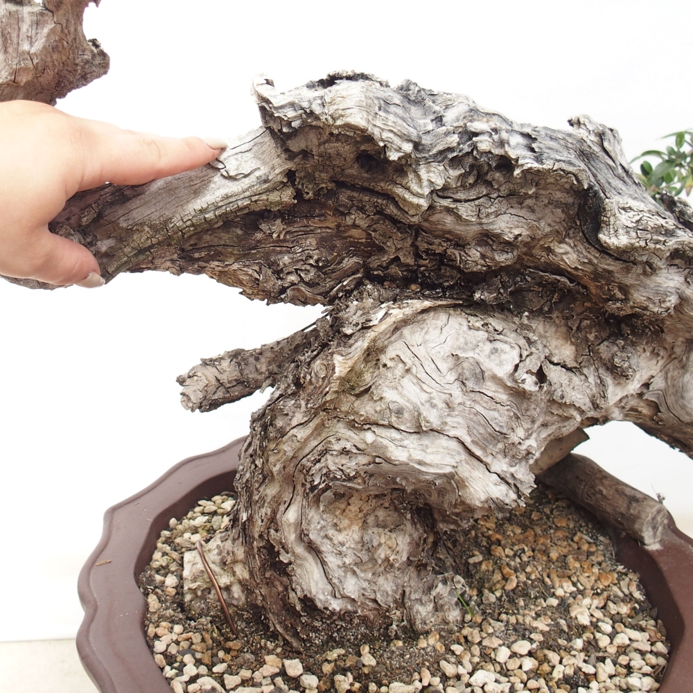 Pokojová bonsai - Olea europaea sylvestris -Oliva evropská drobnolistá