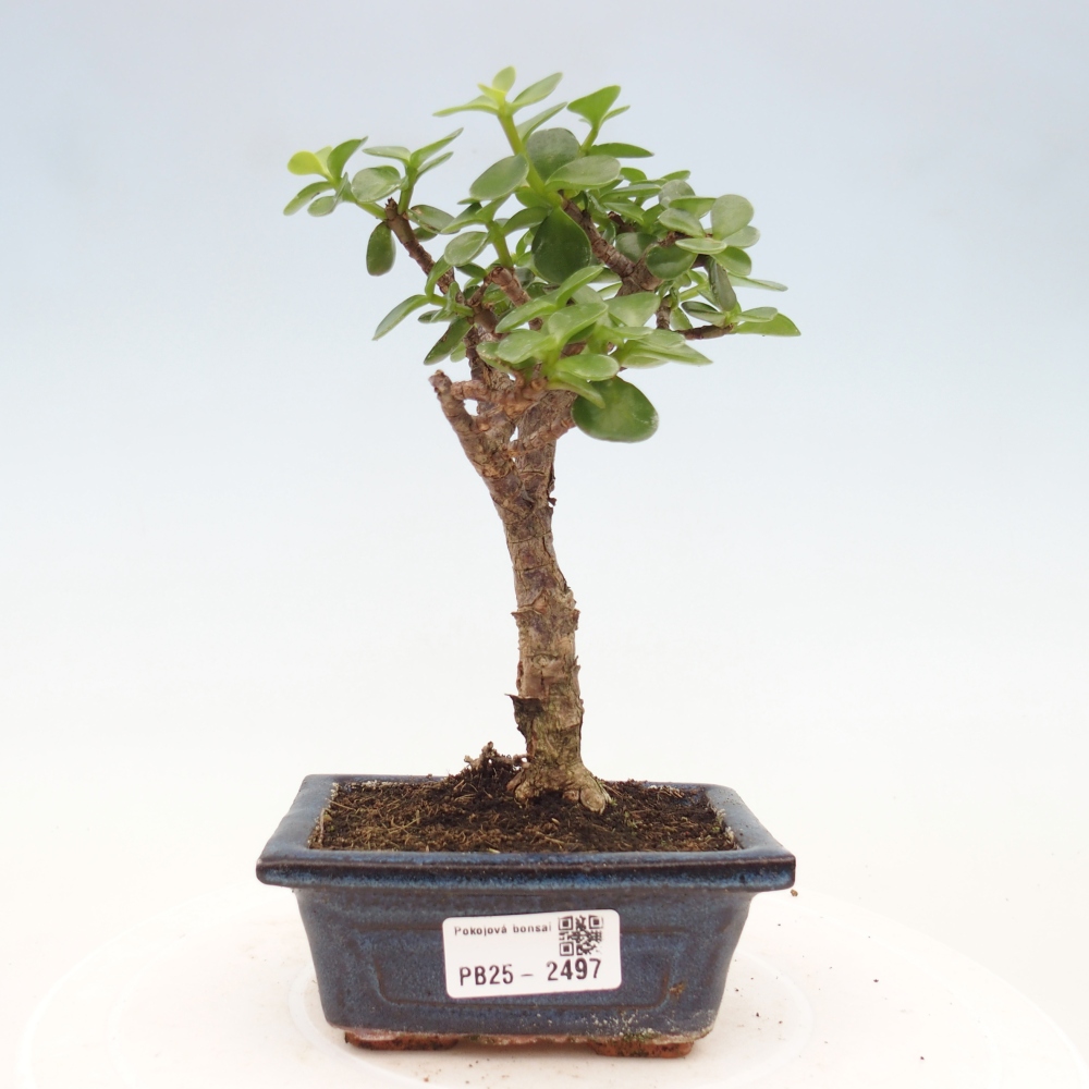 Pokojová bonsai - Portulakaria Afra - Tlustice