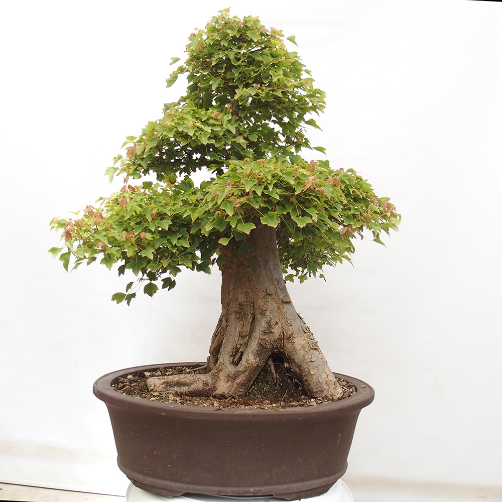 Venkovní bonsai - Acer Buergerianum - Javor Burgerův