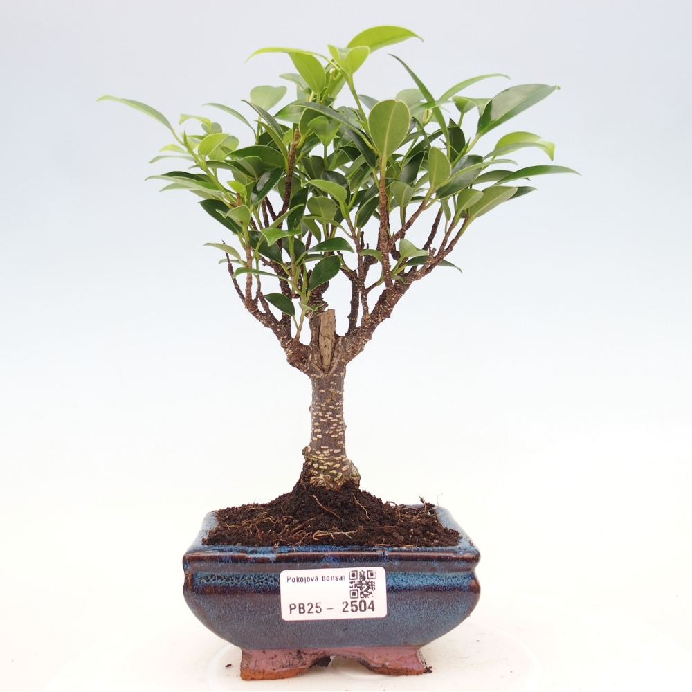 Pokojová bonsai Ficus retusa kimmen