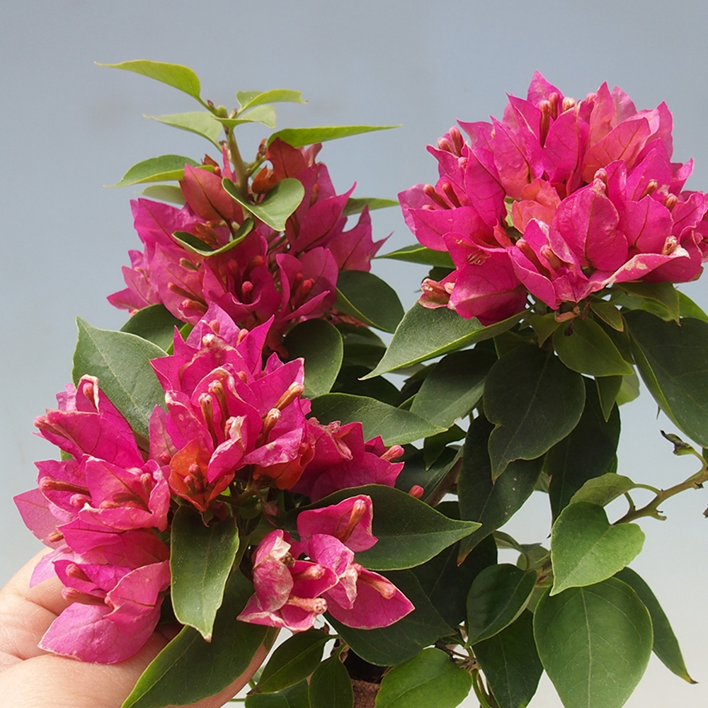 Pokojová bonsai - Bouganwilea