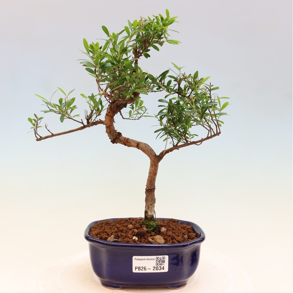 Pokojová bonsai - Syzygium - Pimentovník