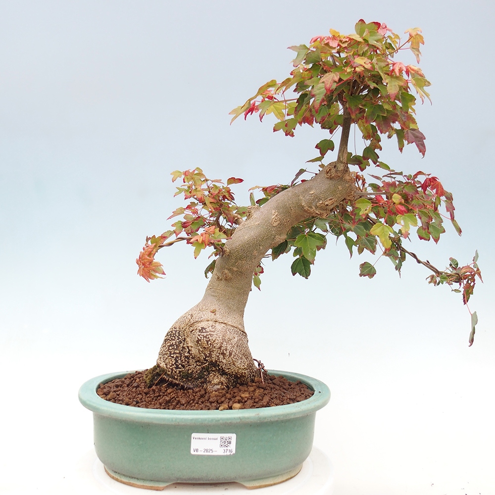 Venkovní bonsai - Acer Buergerianum - Javor Burgerův
