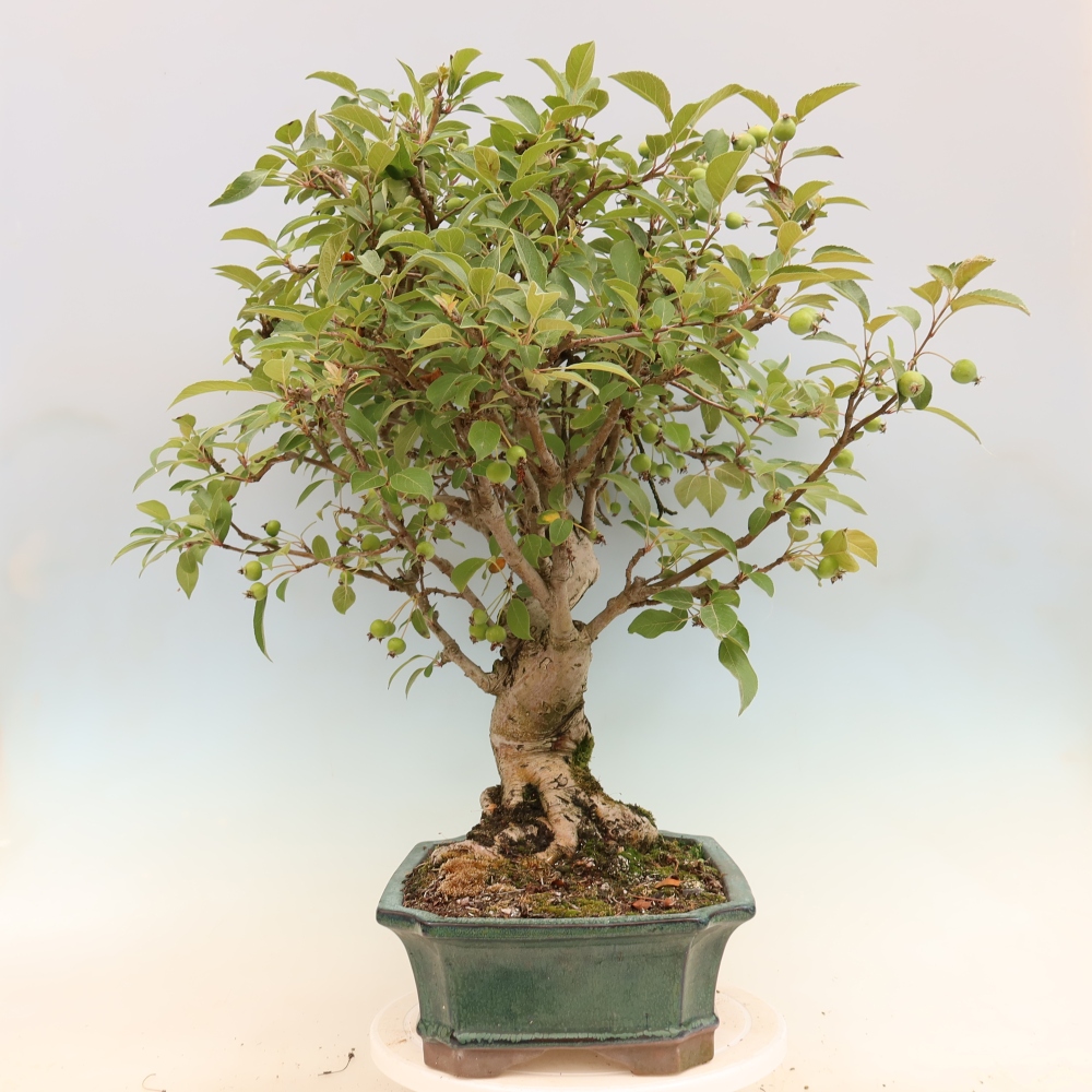 Venkovní bonsai -Malus halliana - Maloplodá jabloň