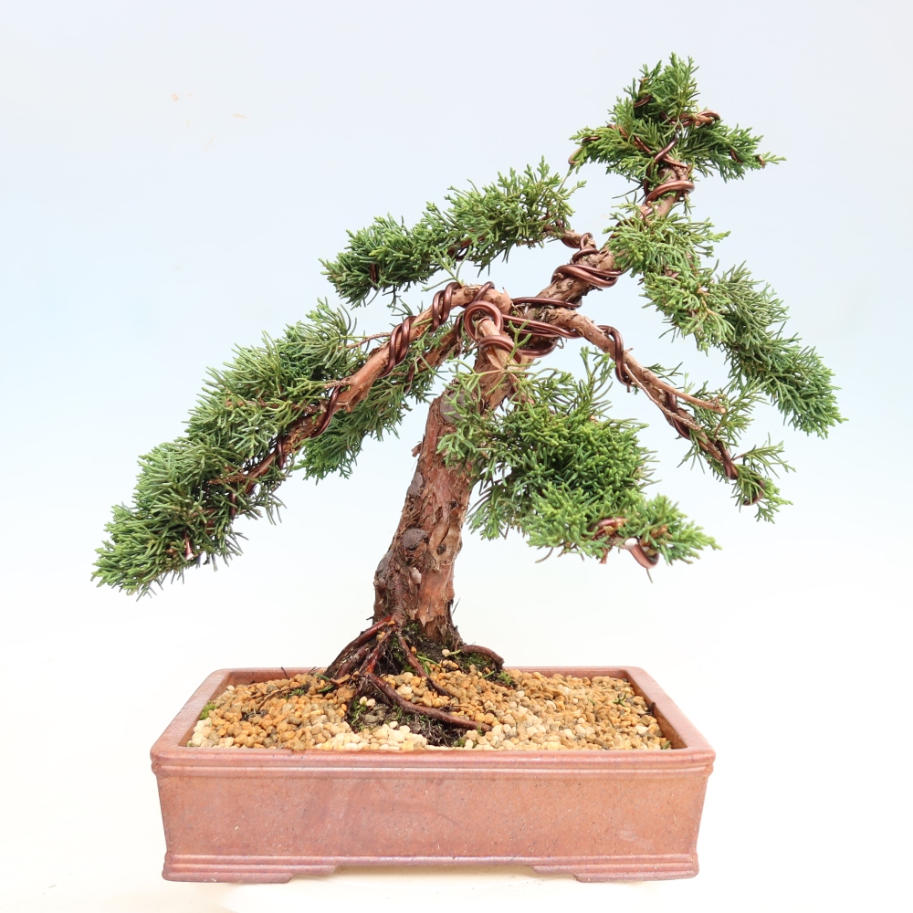 Venkovní bonsai - Juniperus chinensis Kishu -Jalovec čínský