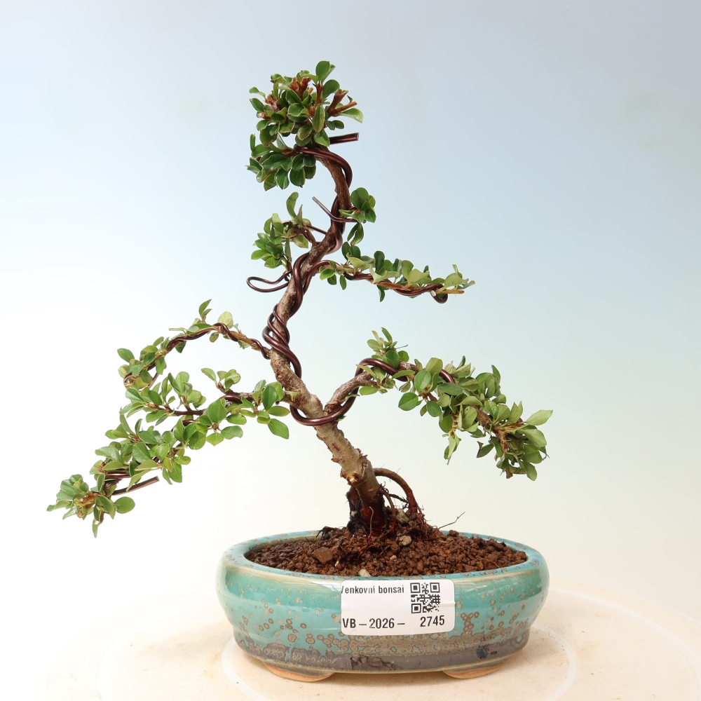 Venkovní bonsai - Cotoneaster horizontalis - Skalník