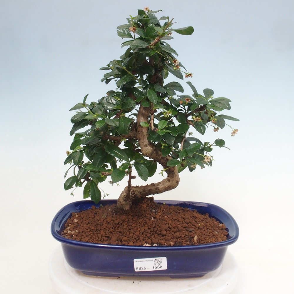 Pokojová bonsai - Carmona macrophylla - Čaj fuki