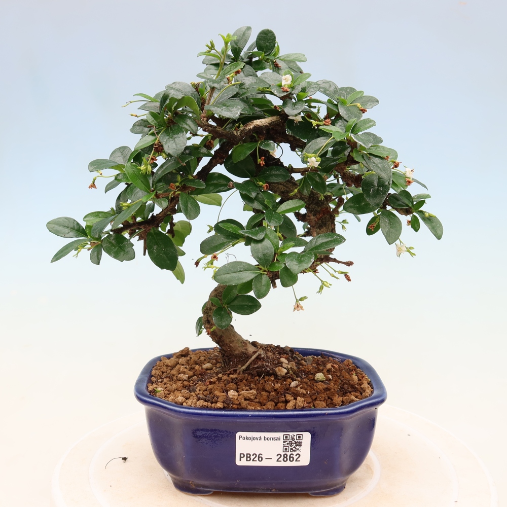 Pokojová bonsai - Carmona macrophylla - Čaj fuki