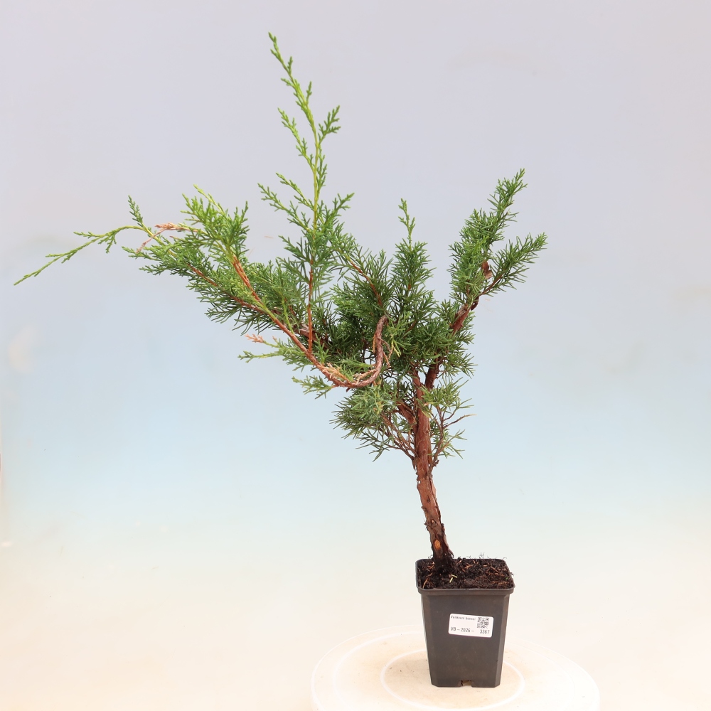 Venkovní bonsai - Juniperus chinensis Kishu -Jalovec čínský