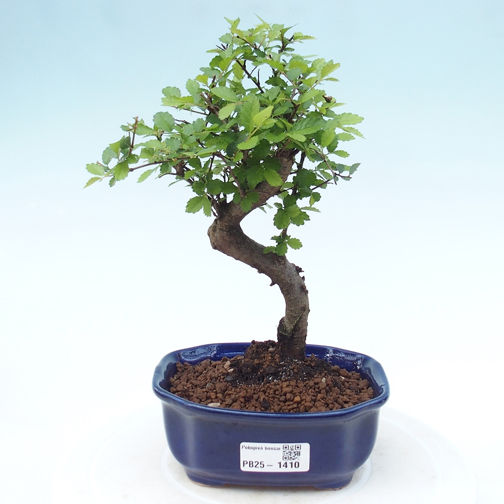 Pokojová bonsai-Malolistý jilm 