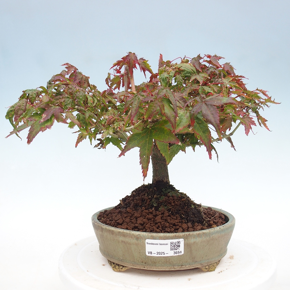 Acer palmatum KIOHIME - Javor dlanitolistý