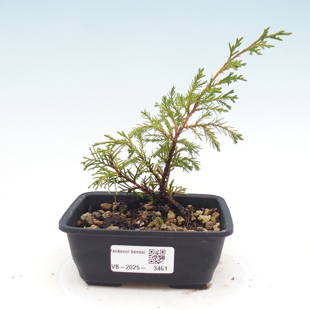 Venkovní bonsai - Juniperus chinensis Itoigawa -Jalovec čínský