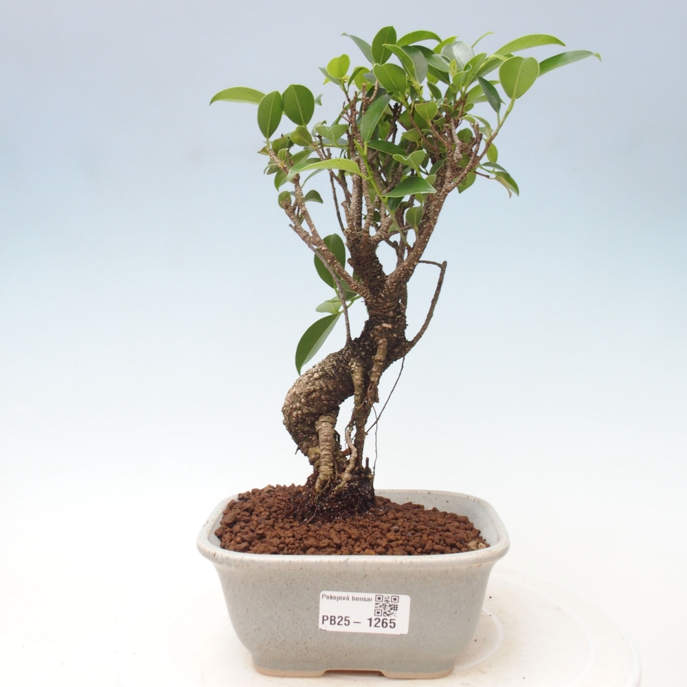 Pokojová bonsai - Ficus retusa -  malolistý fíkus