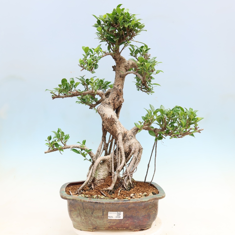Pokojová bonsai - Ficus kimmen -  malolistý fíkus