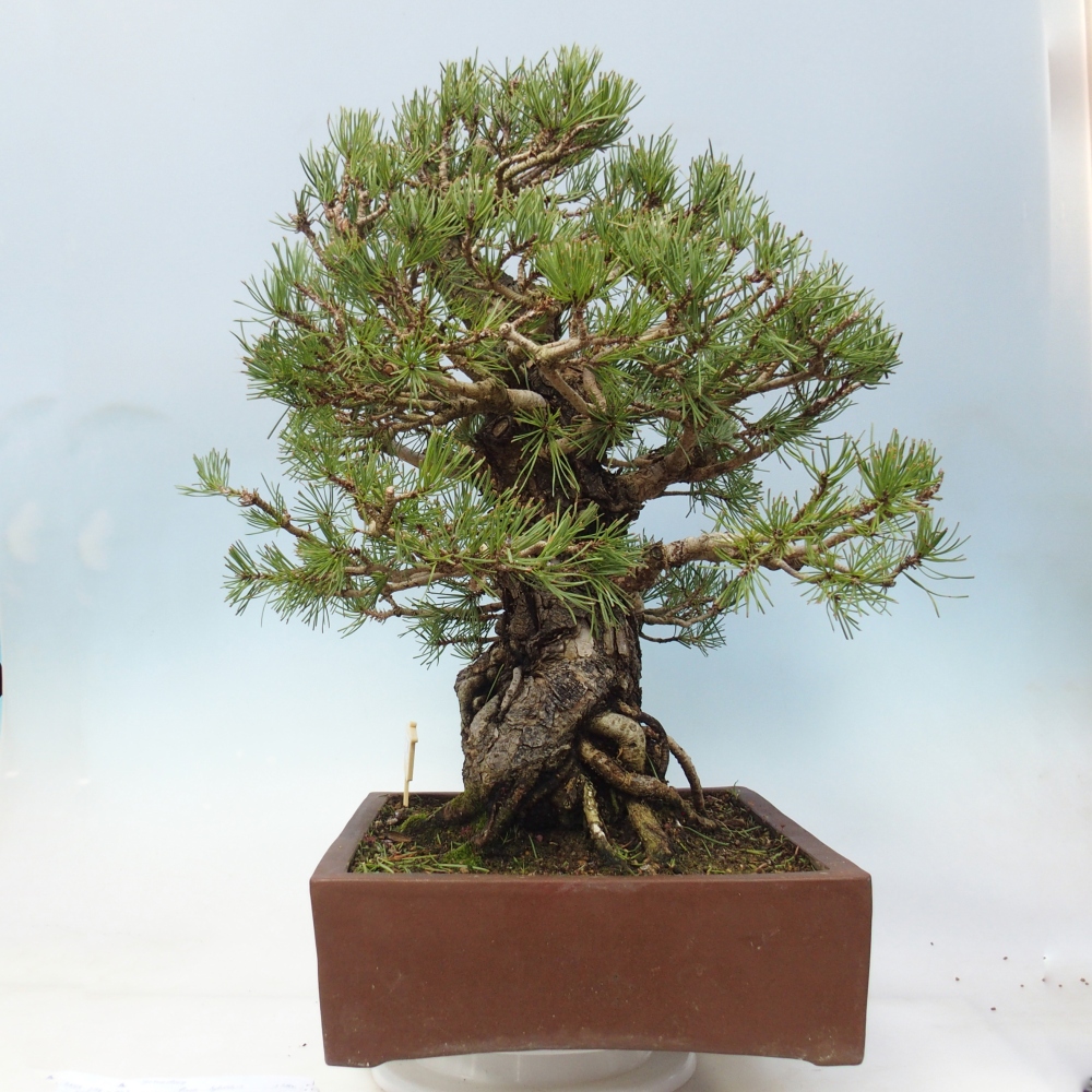 Venkovní bonsai - Pinus sylvestris - Borovice lesní
