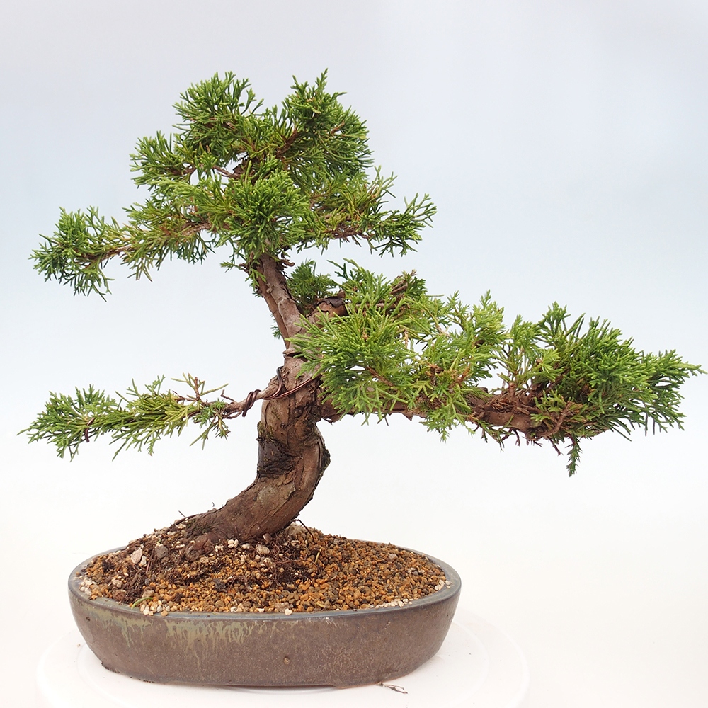 Venkovní bonsai - Juniperus chinensis Itoigawa -Jalovec čínský