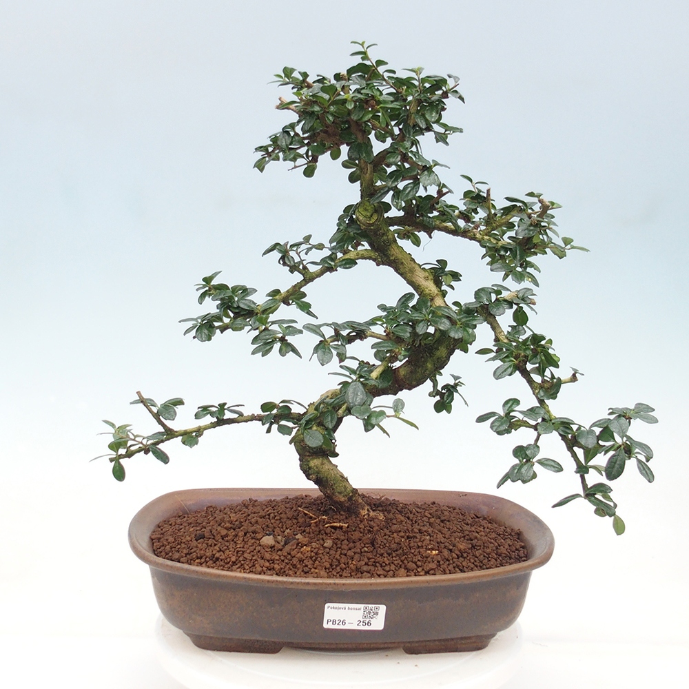 Pokojová bonsai - Carmona macrophylla - Čaj fuki