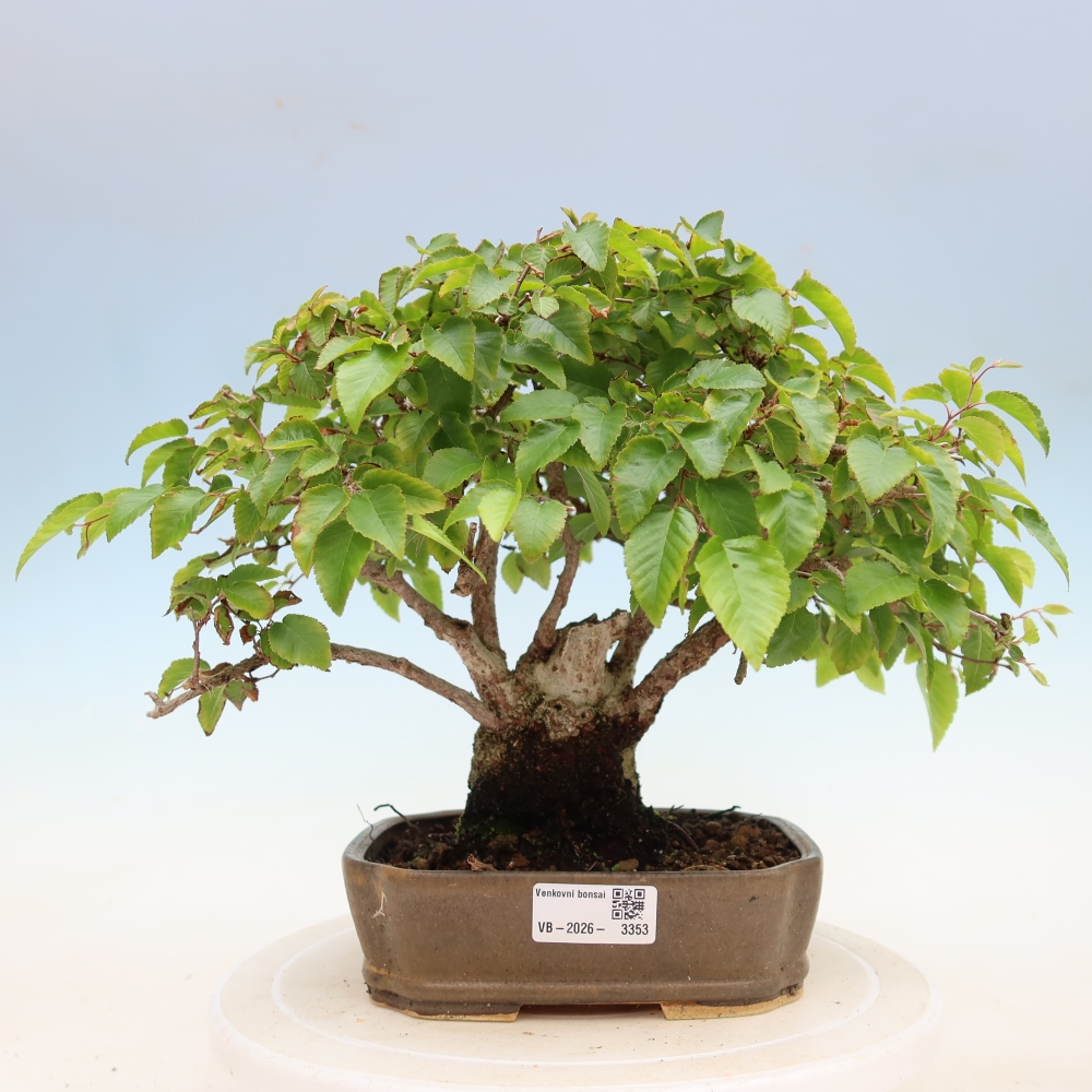 Venkovní bonsai -Carpinus Coreana - Habr korejský