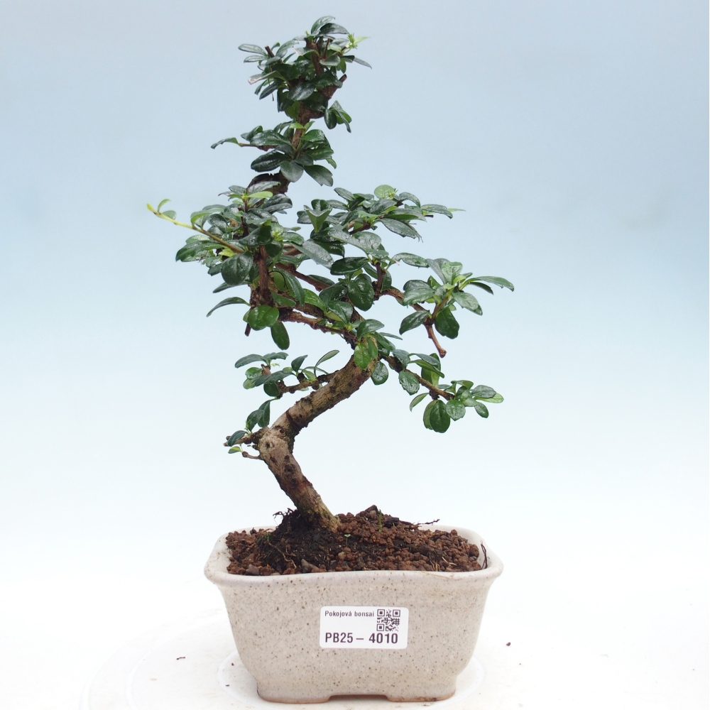 Pokojová bonsai - Carmona macrophylla - Čaj fuki