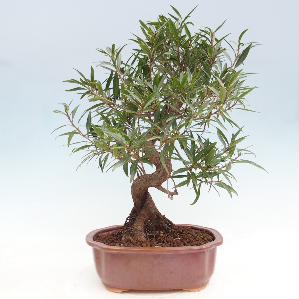 Pokojová bonsai - Ficus nerifolia -  malolistý fíkus