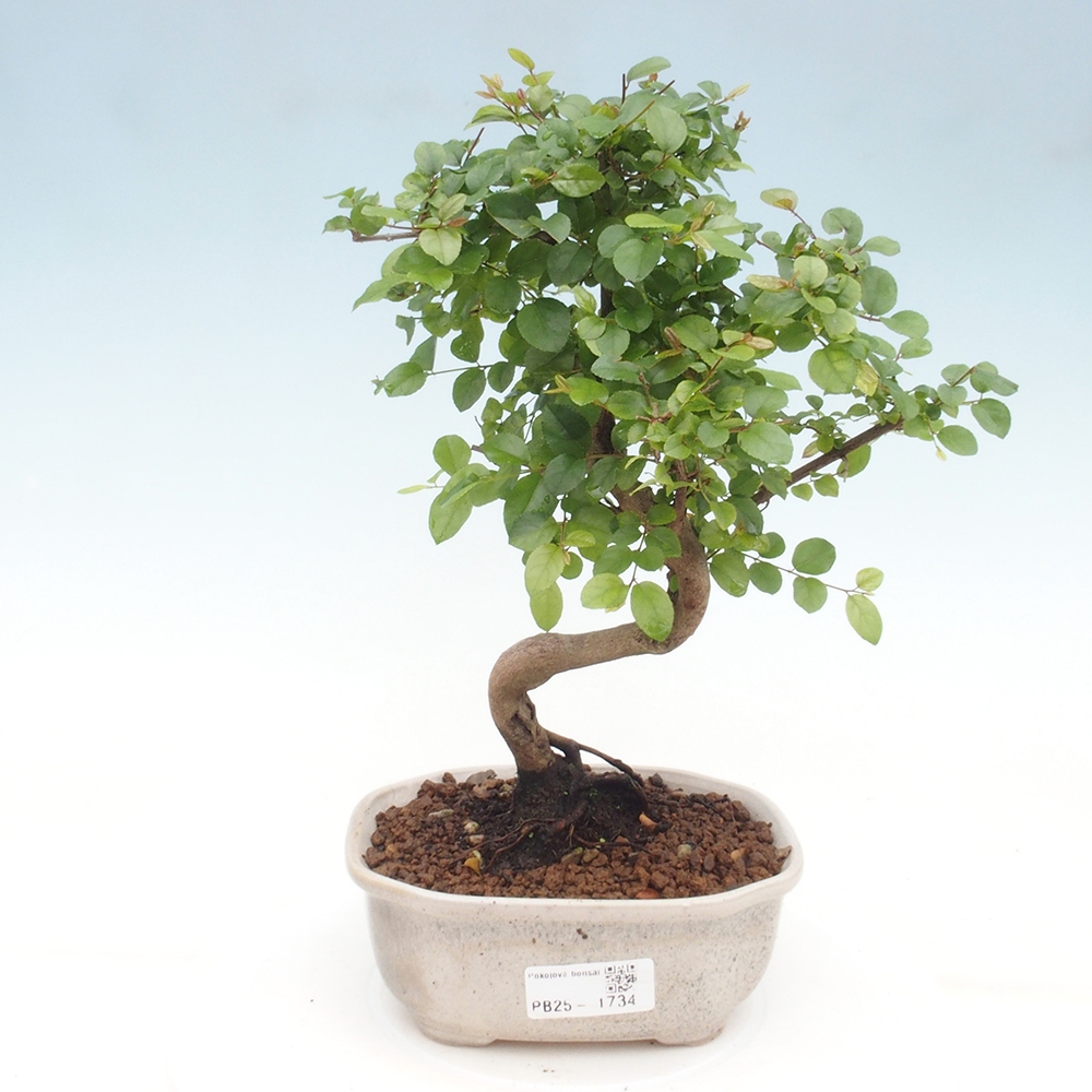 Pokojová bonsai - Sagerécie thea - Sagerécie thea