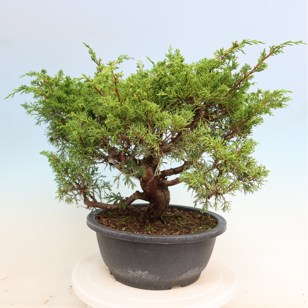 Venkovní bonsai - Juniperus chinensis Itoigawa-Jalovec čínský