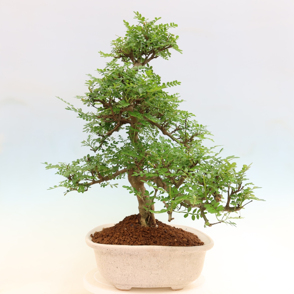 Pokojová bonsai - Zantoxylum piperitum - pepřovník