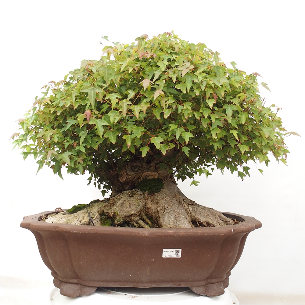 Venkovní bonsai - Acer Buergerianum - Javor Burgerův