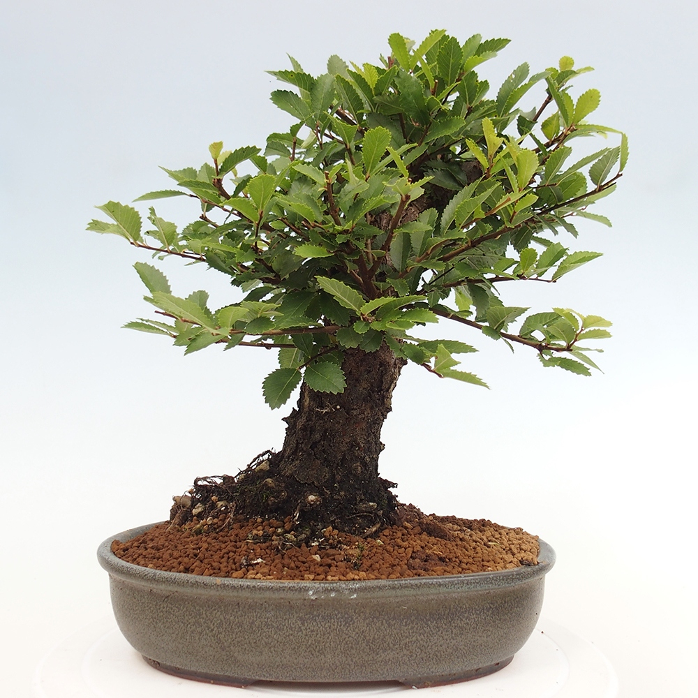 Venkovní bonsai - Zelkova - Zelkova NIRE