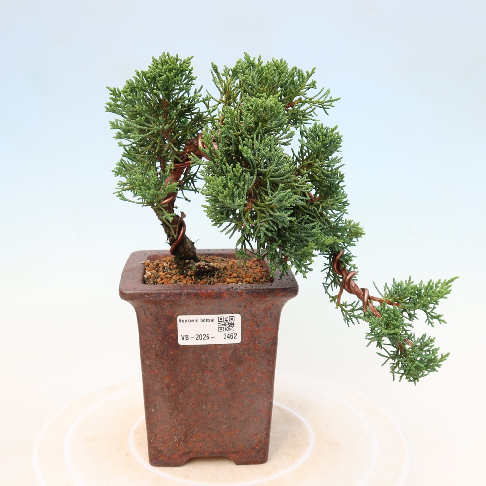 Venkovní bonsai - Juniperus chinensis Kishu -Jalovec čínský